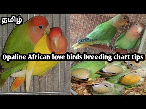 African Lovebirds Chart