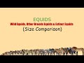EQUIDS: Size Comparison with IUCN Conservation Status (LIVING and EXTINCT)