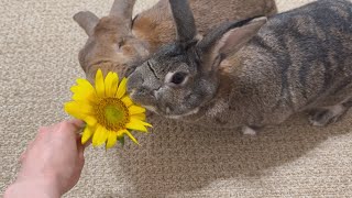 This Rabbit Never Takes His Eyes Off Her! 🐰👀🌻