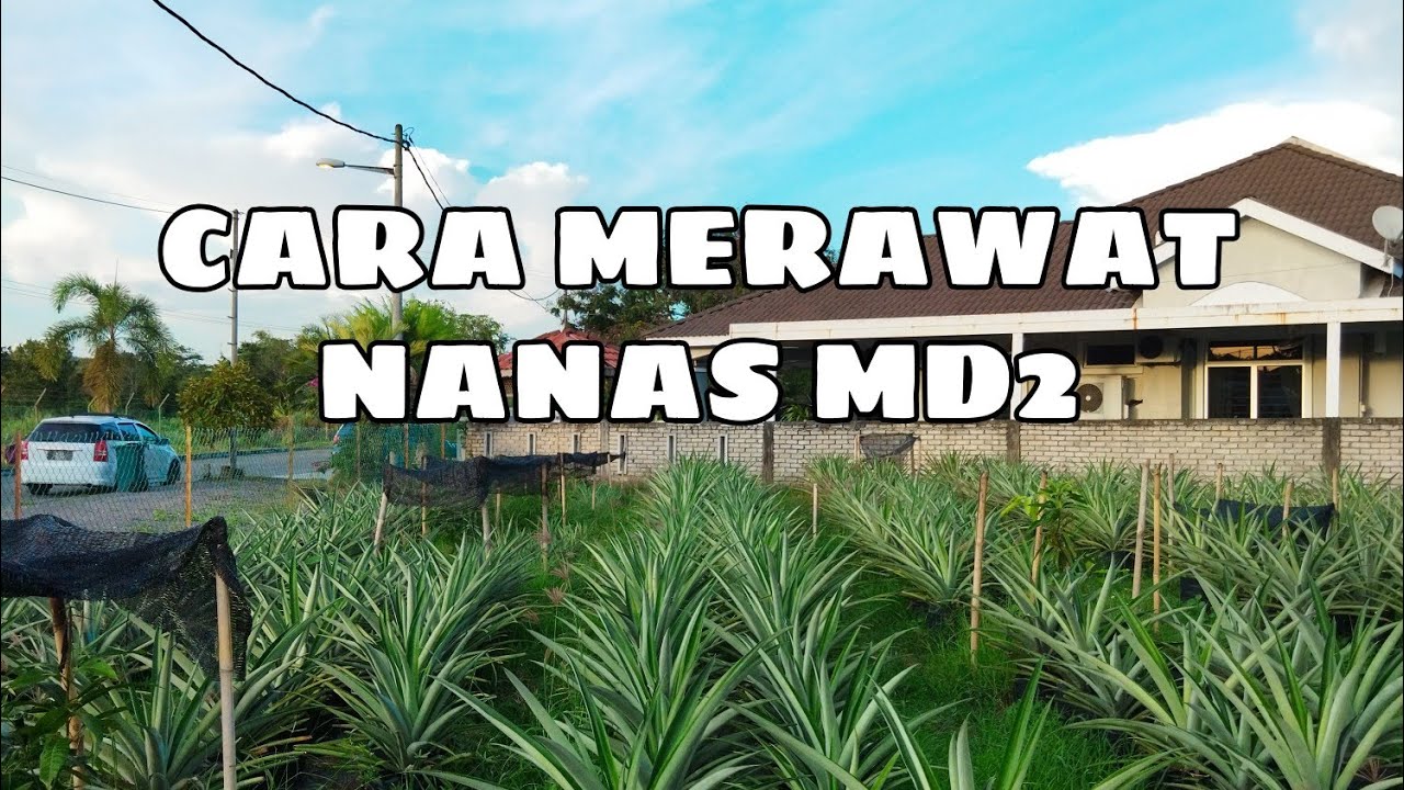 Cara Rawat Pokok Nanas MD2 Part 1