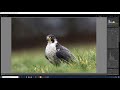 Lightroom CC MY Basic Wildlife Workflow