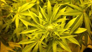 Grow#2 ep9 "600 more watts"