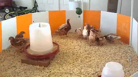 Our Chickens