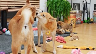 If only Daddo would play like this with his potats 😭