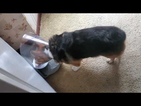 Video: Kan en hund spise og drikke med en kegle krave?