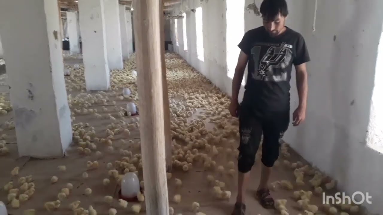 نکات مهم درباره پرورش مرغ گوشتی.. سابسکرایب فراموش نشود