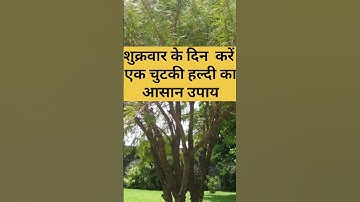 शुक्रवार के दिन करे एक चुटकी हल्दी का उपाय#pandit_pradeep_ji_mishra