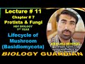 Life cycle of Mushroom (Basidiomycota) Lecture 11 Ch 7 NBF Biology-11 By Abid Ali Mughal