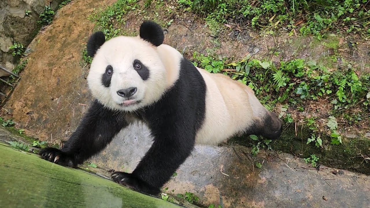 熊猫様×4 20241103 Giant Panda Zhu Ling - Le Le & Qing Zai immediate