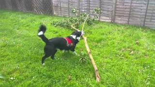 Bob Trying to Play With Branch