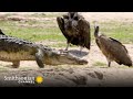 Crocodile Behavior and Adaptations