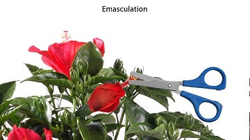 Controlled pollination - emasculation, tagging and bagging.