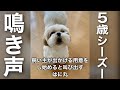 【音量注意】5歳のシーズー犬の鳴き声がもはや会話レベルw #Shorts / The video which has a cute bark of 5-year-old Shih Tzu.