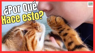 ❤️‍🔥 ¿PORQUE MI GATO ME TOCA LA CARA CON SU PATA? ❤️‍🔥