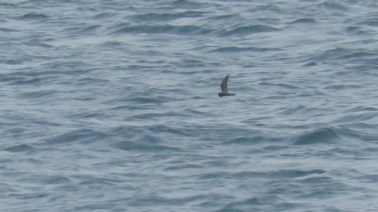 Ashy Storm-Petrel - (Oceanodroma homochroa - Flying Across the Water