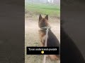 #germanshepherd #gsds