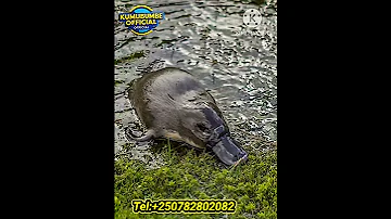 THIS IS A SPECIAL ANIMAL THAT GIVE EGGS AND MILK Platypus Wildlife 
