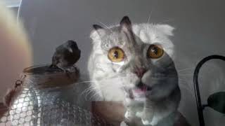 Ржал 3 часа/КотЭ/Ржака/Котейки/Приколы/Кошаки/Ржунимагу/Кусь/Месть пушистых/Гифки недели/Vine Video/ Ржал 3 часа/КотЭ/Ржака/Котейки/Приколы/Кошаки/Ржунимагу/Кусь/Месть пушистых/Гифки недели/Vine Video/