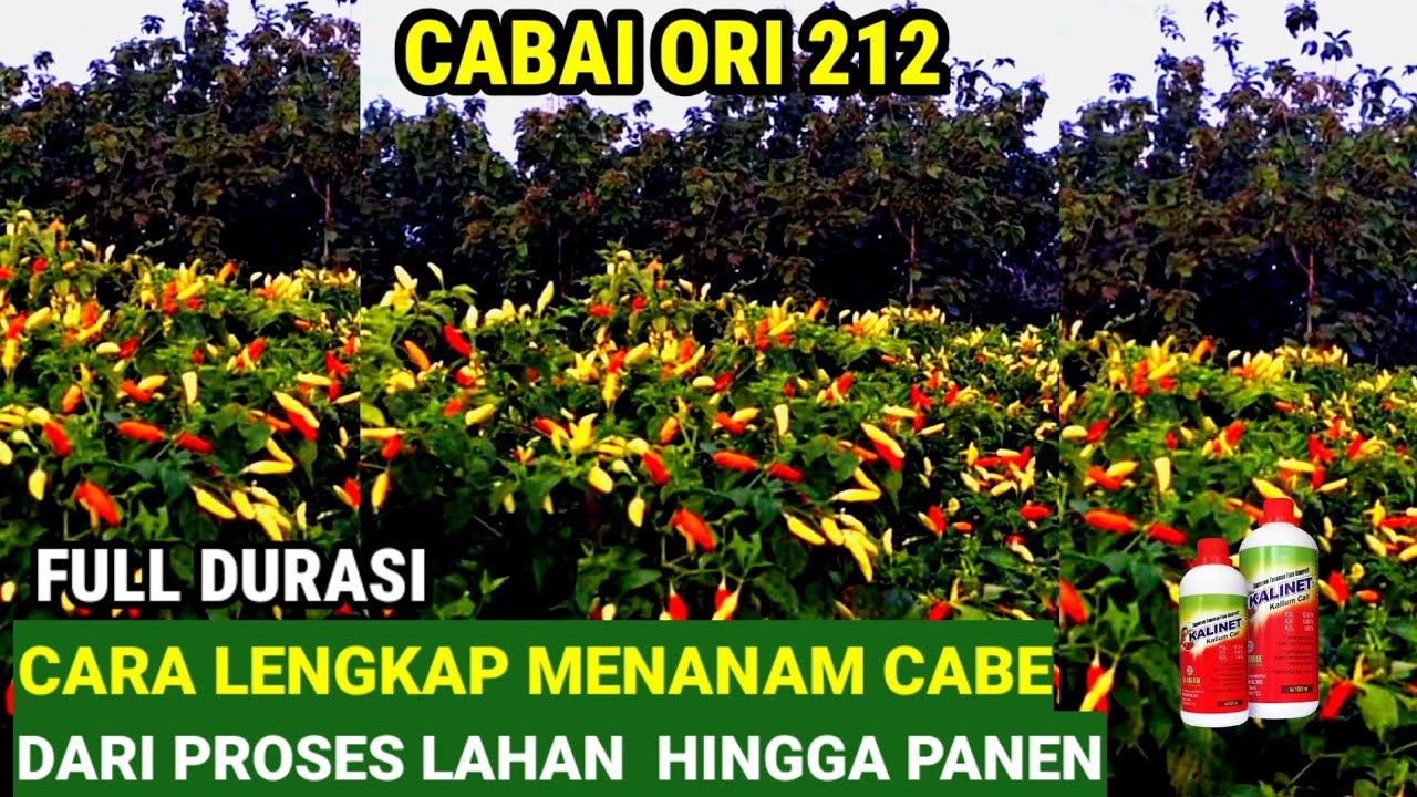 CARA LENGKAP  !! MENANAM CABE DARI PROSES LAHAN HINGGA PANEN [ ORI 212 ]