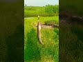 Щука