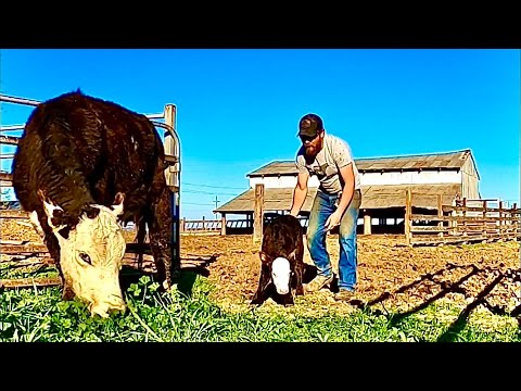 Welcome To The World! New Calves, New Pasture, And Recognizing When A Cow Is About To Give Birth