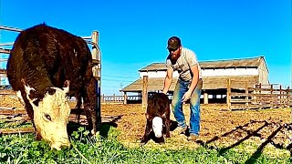Welcome to the World!  New Calves, New Pasture, and Recognizing When a Cow is About to Give Birth