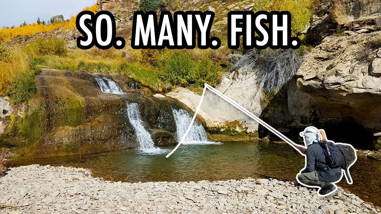 I've Never Seen So Many Fish in a Creek! (Tenkara Fly Fishing Adventures) 