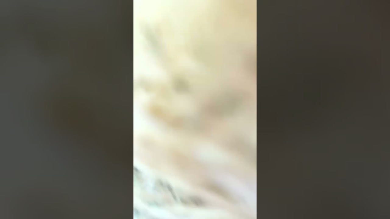 Feed our alpacas with me! 🦙❤️