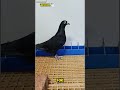 Black Diamond Pigeon | Do You Have This Bloodline #BlackDiamondPigeon #RacingPigeon