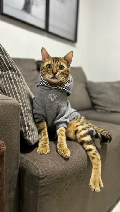 kucing ku tampan banget 🤣