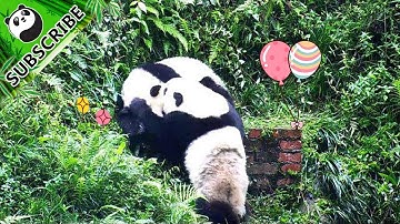 Are you two fighting for a panda throne? | iPanda