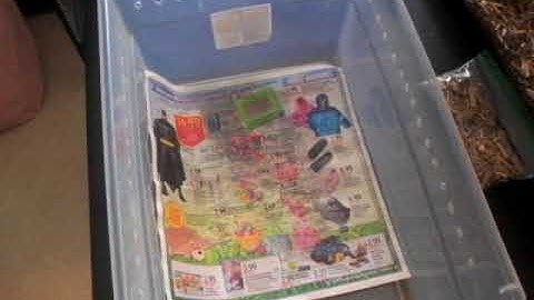 Ball Python Humidity - Benjamin