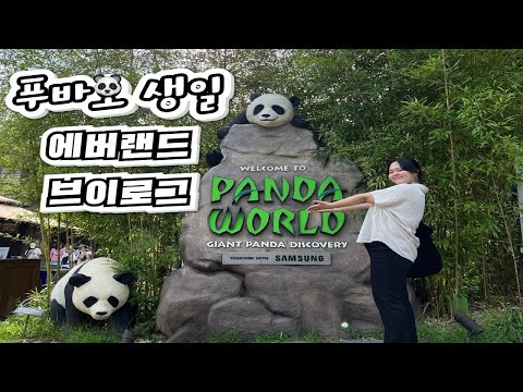   융디로그 Ep15 푸바오 생일파티를 보러 에버랜드에 간다 푸바오에 진심가득한 브이로그ㅣFubao Birthday VLOG In Everland Panda World