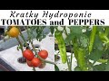 Growing Peppers and Tomatoes by a Suspended Pot, Non Circulating Kratky Hydroponic Method