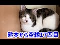 レシオ！ - 【熊本から17匹空輸】17匹目の猫ちゃんのご紹介をしていたらうん○を漏らされました！