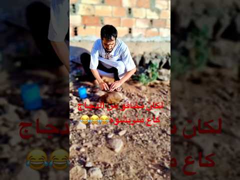 لكان نخافو من الدجاج گاع منريشوه ضحك  تيك توك