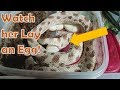 Hognose Snake Laying an Egg (on Camera)!