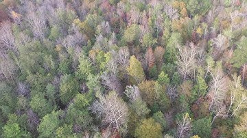 DJI Phantom 3 Standard, Today is our first outing with the Litchi app