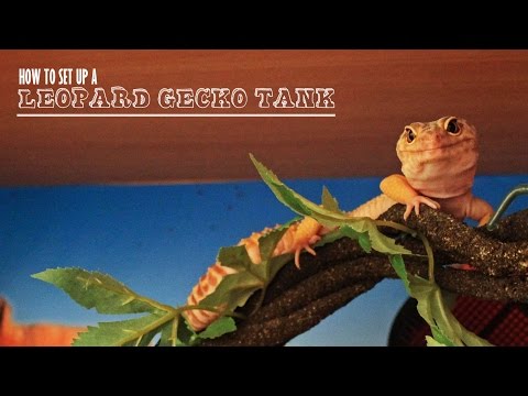 How To Set Up A Leopard Gecko Tank