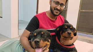 Morning routine training Rottweiler | Rottweiler dogs training | Cute dog