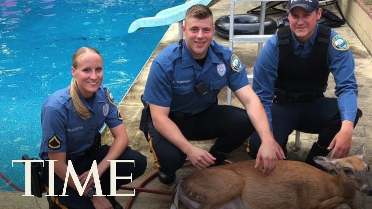 This Deer Just Trying To Stay Cool Did Some Laps In A Pool | TIME