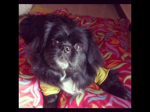 tibetan spaniel black