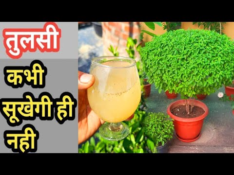 तुलसी सर्दियों में भी नहीं सूखेगी | How To Take Care Tulsi Plant | Home Garden