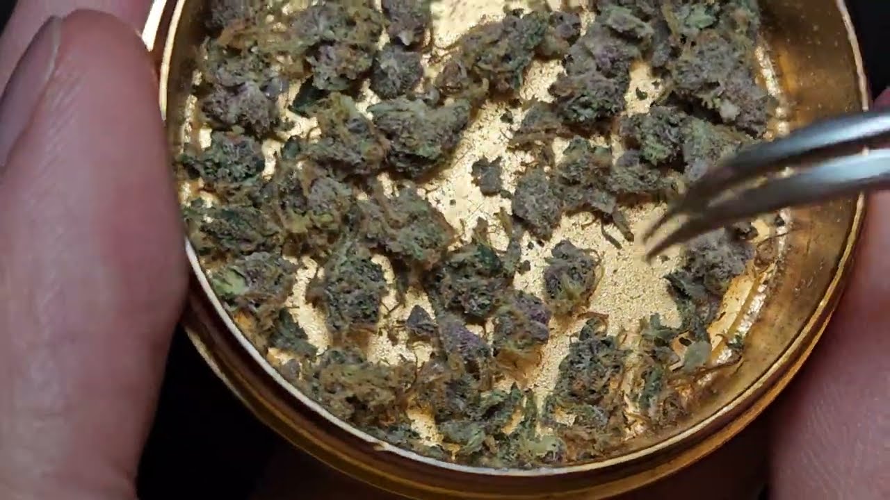 First time hand picking bud on camera