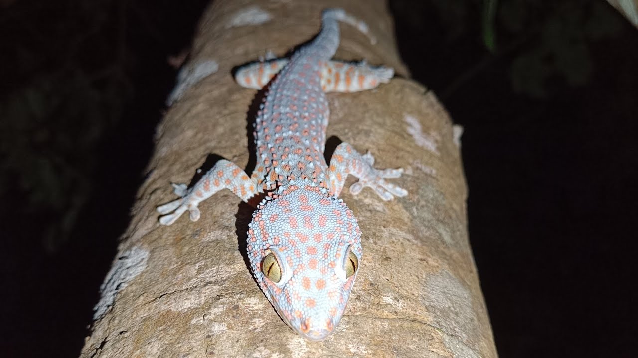 Gecko at night.