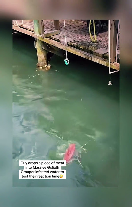 How much for y’all to jump in there??🤔 #viralvideo #youtubeshorts VID CRED-smokinfishfishingcharter