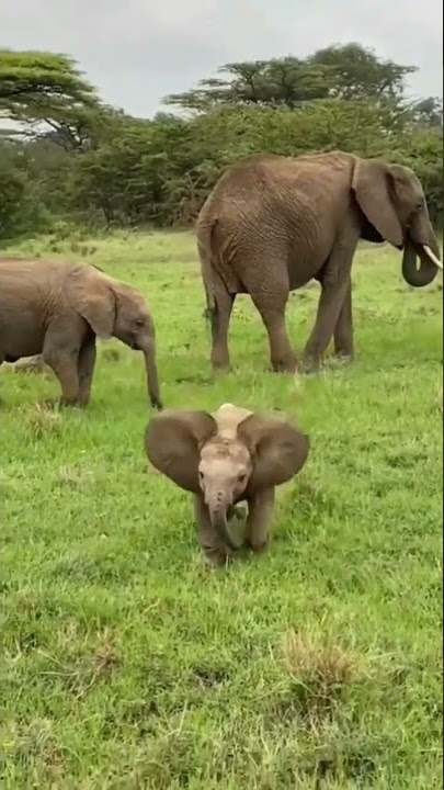 hathi hathi ka baccha cute  baby enjoy video #shorts #short