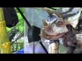 Dinosaur Videos - Triceratops Trex Dallas Zoo Dinos Pt2