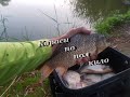 Караси по пол кило