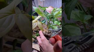 Чикаю Сингониумы✂️ #уходзарастениями #комнатныерастения #plants #shorts